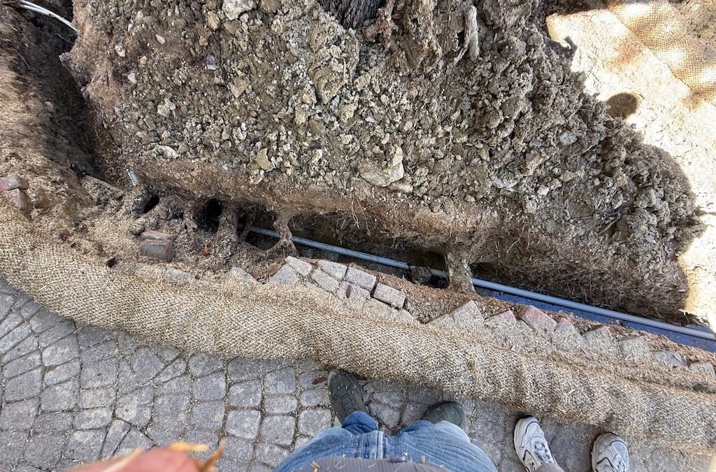 Trophy Club Pool Cleaning Services | salt pool