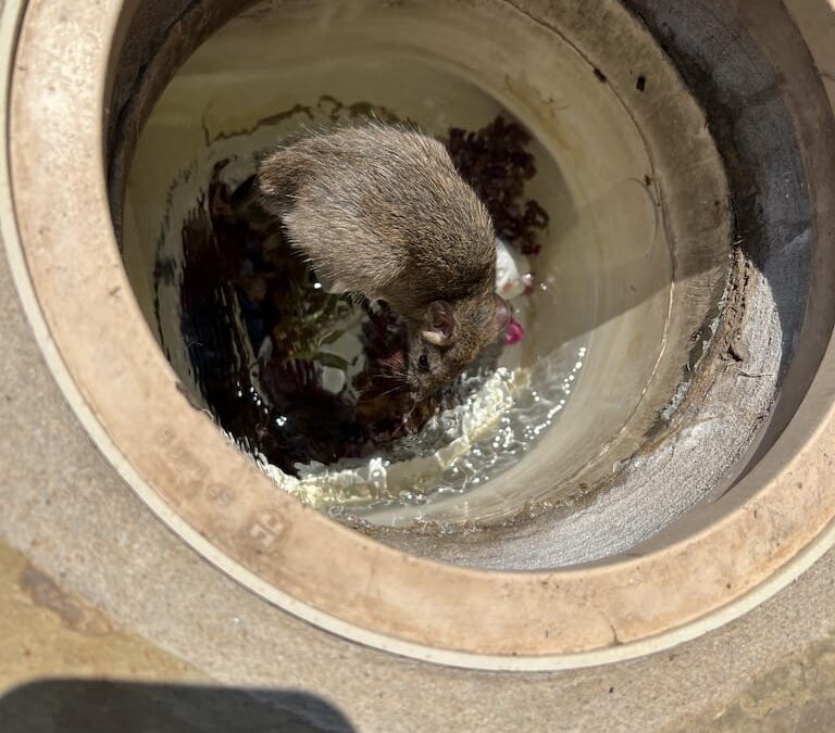 pool cleaning services Trophy Club | the highest professional pool cleaning!