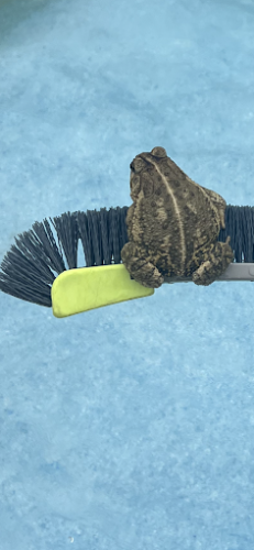 Pool Cleaning Services Trophy Club 045