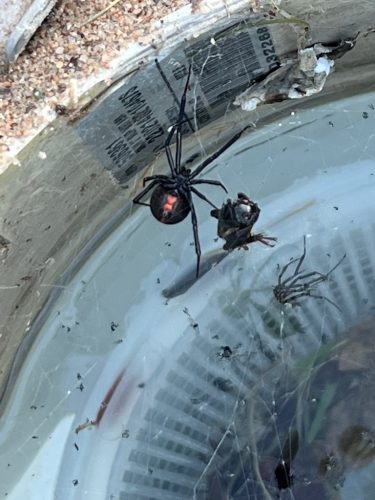 Pool Cleaning Services Trophy Club, TX 122