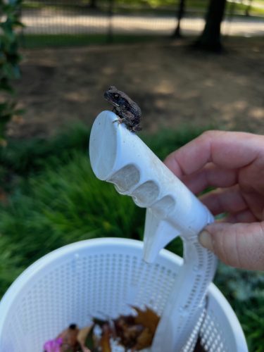 Pool Cleaning Services Trophy Club, TX 140