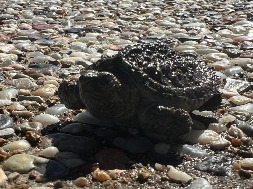 Pool Cleaning Services Trophy Club, TX 156 Image9