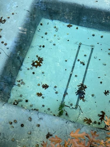 Pool Cleaning Services Trophy Club, TX 159 Image5