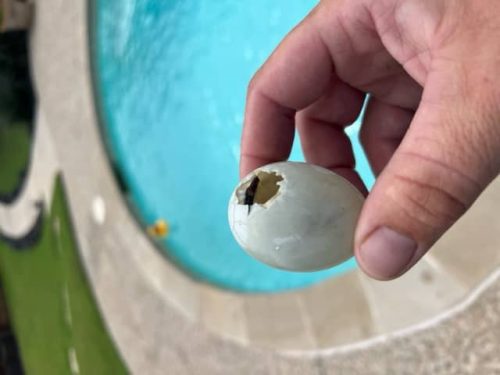 Pool Cleaning Services Trophy Club, TX 16 Image17