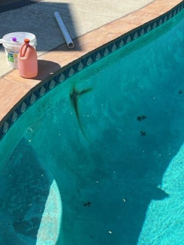 Pool Cleaning Services Trophy Club, TX 271