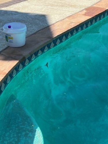 Pool Cleaning Services Trophy Club, TX 272