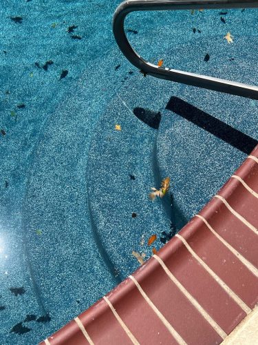 Pool Cleaning Services Trophy Club, TX 289