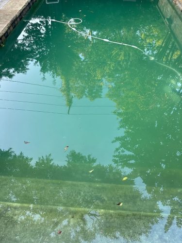 Pool Cleaning Services Trophy Club, TX 337