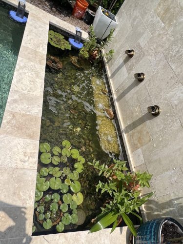 Pool Cleaning Services Trophy Club TX 34 Photo Jun 06 2023, 1 04 46 PM