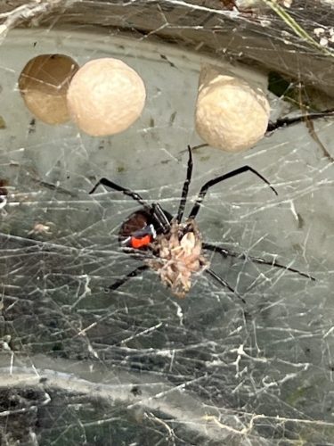 Pool Cleaning Services Trophy Club TX 96