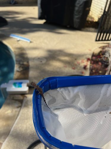 Trophy Club, TX Pool Cleaning Services 187