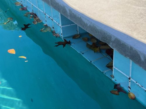 Trophy Club, TX Pool Cleaning Services 188