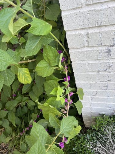 Pool Cleaning Serivces Trophy Club Tx October 3