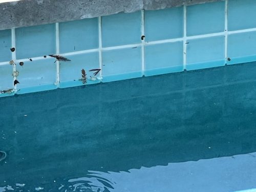 Pool Cleaning Serivces Trophy Club Tx October 4