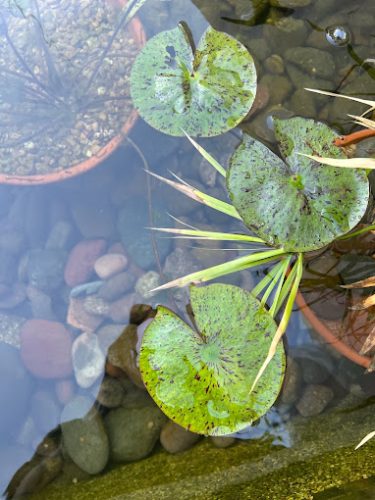 Pool Cleaning Services Trophy Club March 32