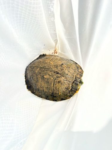 Pool Cleaning Trophy Club Tx 149.