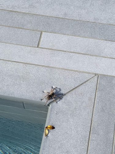 Pool Cleaning Trophy Club Tx 150.