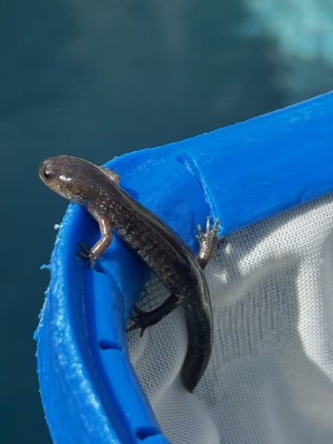 Pool Cleaning Trophy Club Tx 333