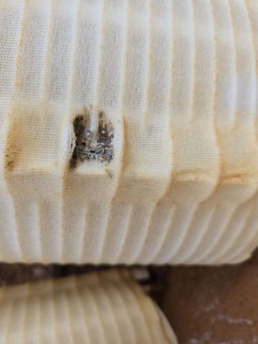 Trophy Club Tx Pool Cleaning 350