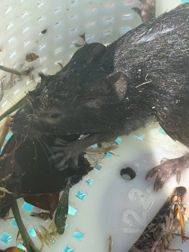 648-Pool-Cleaning-Trophy-Club-Texas-image11