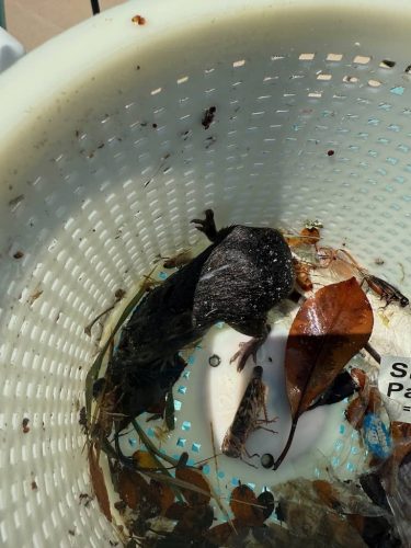 652-Pool-Cleaning-Trophy-Club-Texas-image6