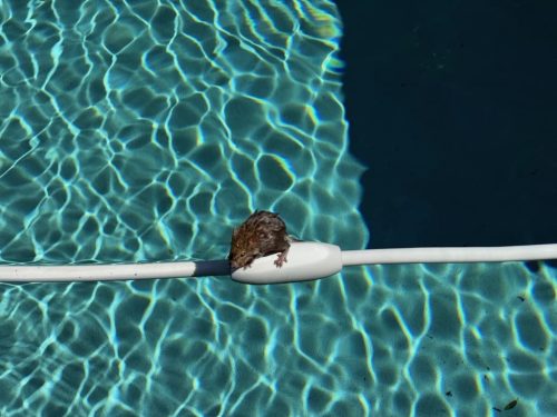 664-Pool-Cleaning-Trophy-Club-Texas-image5