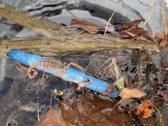 731-Pool-Cleaning-Trophy-Club-Texas-image6